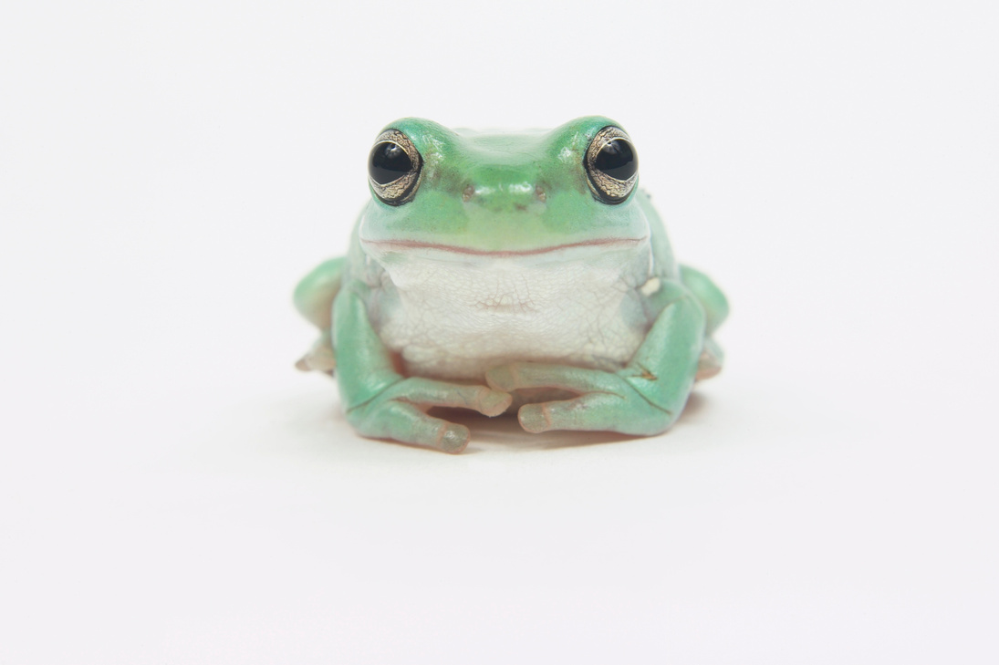 Tree frog