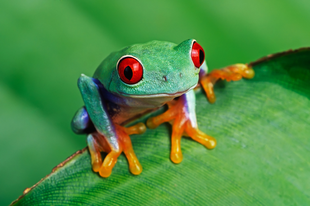 Closeup Photo of a Red-eyed Tree Frog