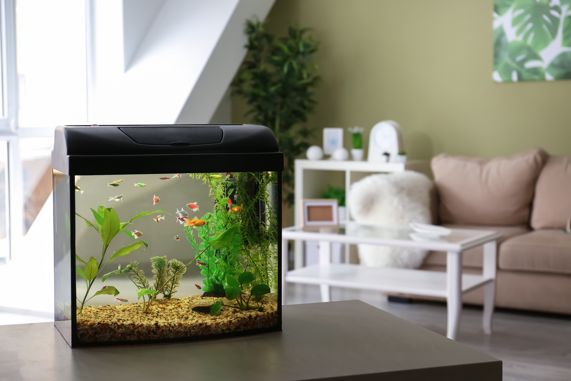 Beautiful Aquarium on Table in Room