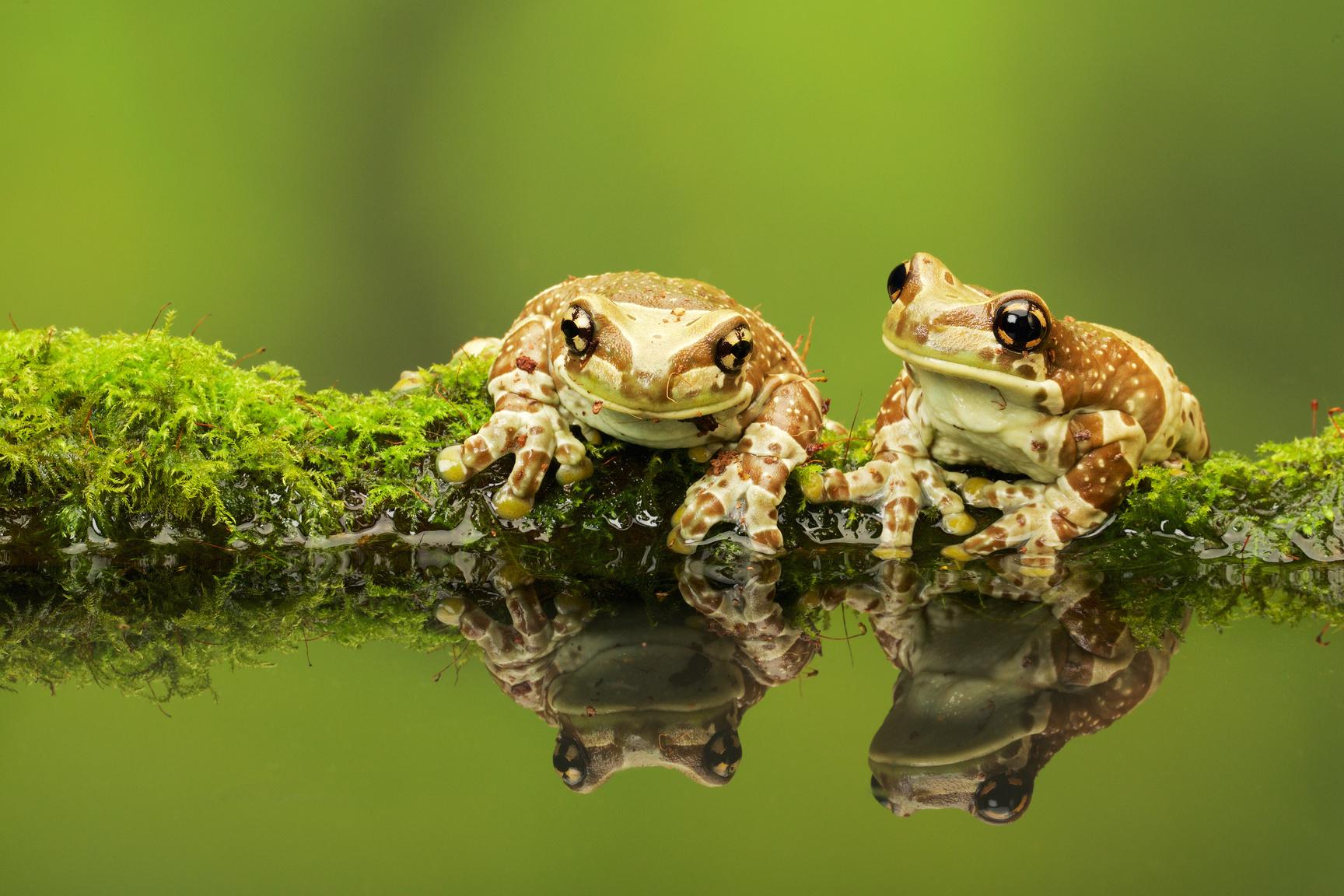 Two Frogs