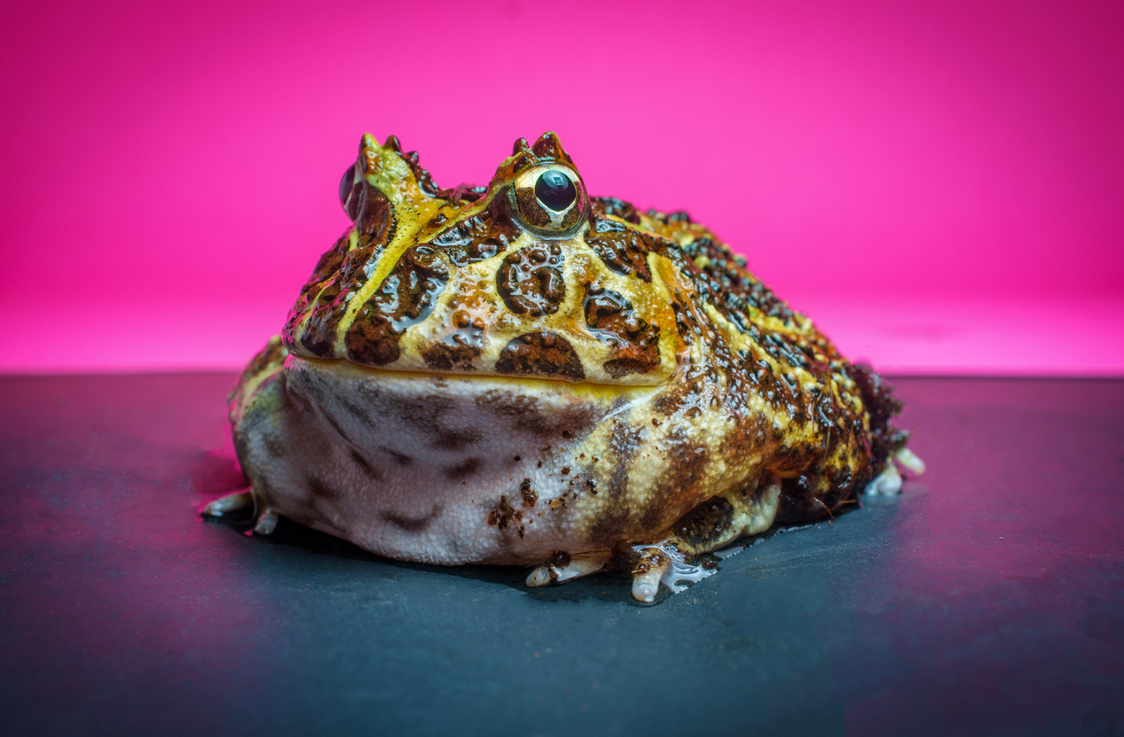 Horned Pacman Frog