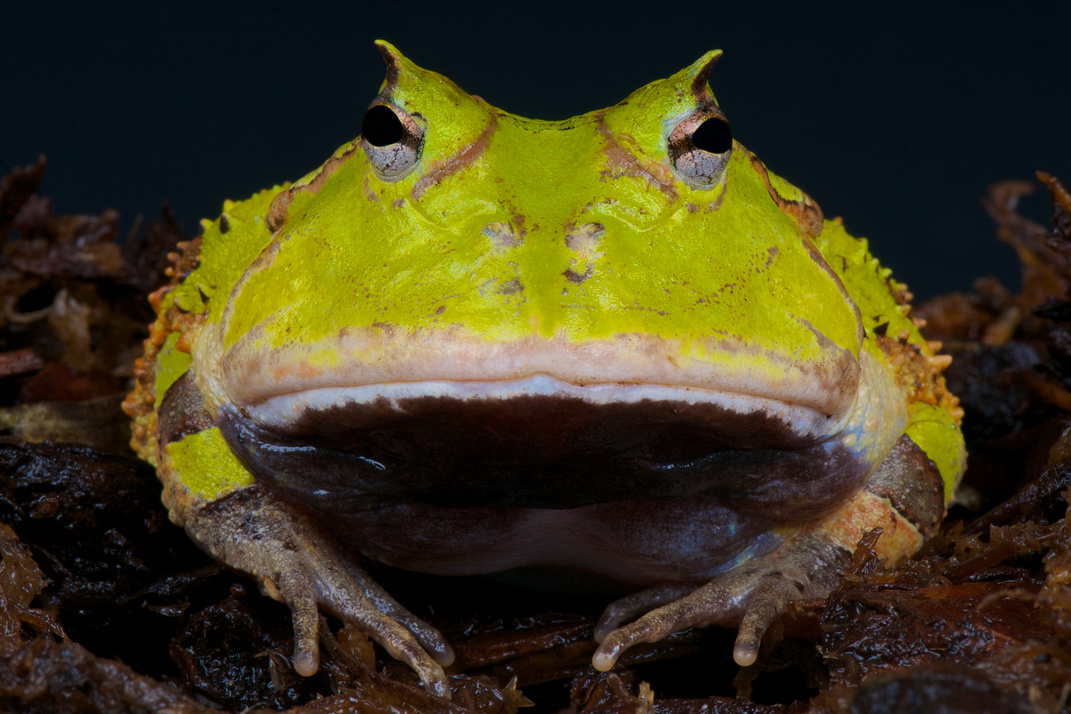 Horned Frog