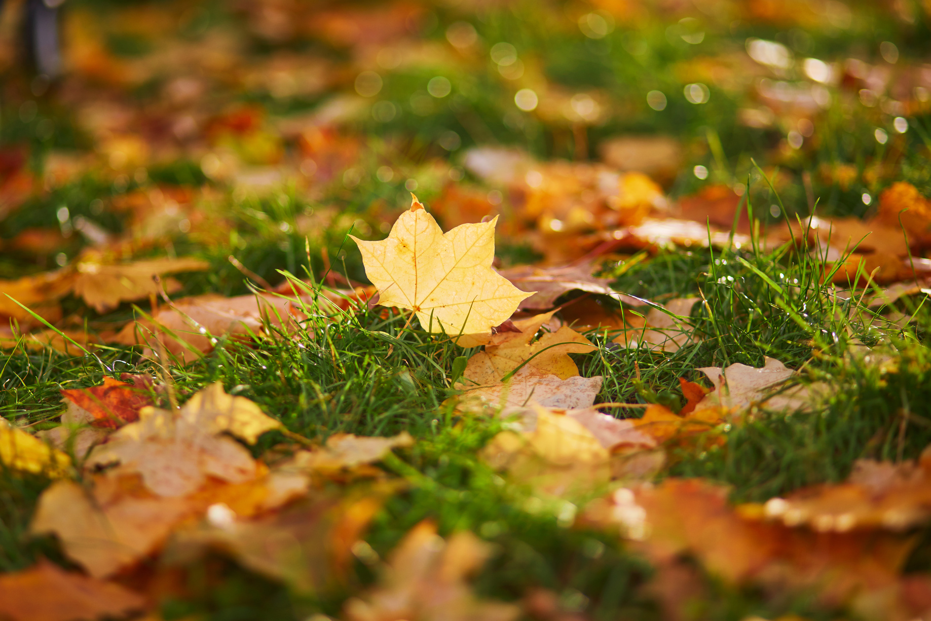 Fallen Autumn Leaves on the Ground